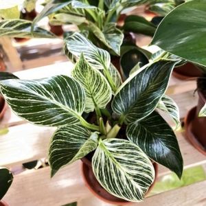 【REAL PIC INSIDE】Philodendron Birkin Live Plant 铂金钻