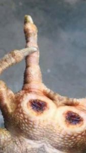 Dán ké chậu Thái Lan-Combo 5 miếng ké chậulậu đế thối đế cực hiệu quả cho gà đá.Cao dán ké chậu lậu đế thối đế cực hiệu quả cho gà đá