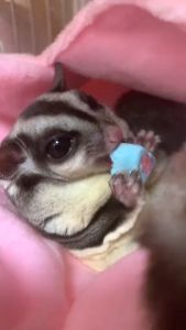 Sugar Glider Marshmallow Treats /Small Animal Pet Snacks