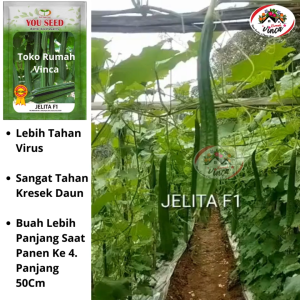 BENIH GAMBAS OYONG ANGGUN TAVI F1 CAP PANAH MERAH dan YOU SEED JELITA F1