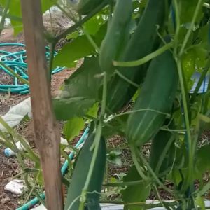 Pupuk Pelebat Buah Mentimun / Pupuk Booster Mentimun / Pupuk Obat Penyubur Untuk Tanaman Mentimun