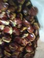 JENGKOL BEWEH TUA MENTAH 1 KG. 