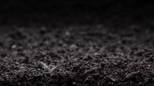 10/25/50/100 Pcs 30mm Peat Pellets Block Potting Soil for Seedlings Compressed Garden Soil Seed Starter Nutrient Peat Pods
