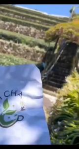 现货正宗TAIWAN Alishan Oolong Tea 台湾茶叶 SF-01-阿里山春茶-150G