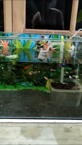 undergravel Filter Portable Filter Aquarium bening