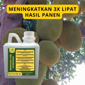 Pupuk Buah Cempedak: Meningkatkan Produksi dan Kualitas
