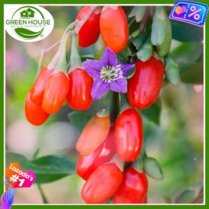 Green House® - Goji Berry Seeds for planting Fruit Plants (30 Seeds) including Planting Instructions - Chinese Wolfberry