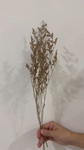 Bunga Kering Caspea (5gr) Import / Dried Flower Artificial Kaspea Natural Asli untuk Buket Dekorasi Aesthetic