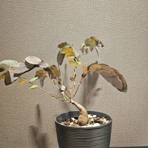 Phyllanthus Mirabilis Large size house plant