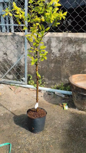 Cây Giống Lựu Đỏ Ấn Độ - Trái To Ngọt Đậm - Dễ Trồng - Cây Trồng Chậu - Vân Anh   | Cây cao 80 cm trái to ngọt đậm dễ trồng phù hợp trồng chậu.