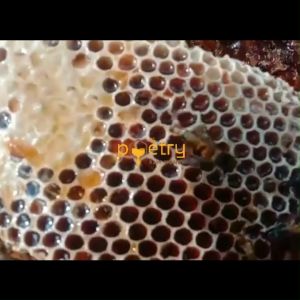 Madu Liar Hutan Sialang Premium 1 Kg dan 500 Gr