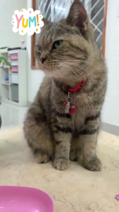 Men vi sinh BIOLINE G1 ECOPETS giảm tiêu chảy táo bón biếng ăn khử mùi hôi chó mèo