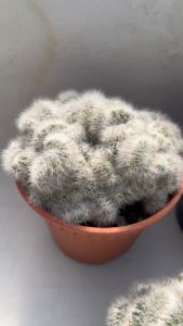 MIX Mammillaria Crist คละสายพันธ์ แมมมิลาเรียคริส