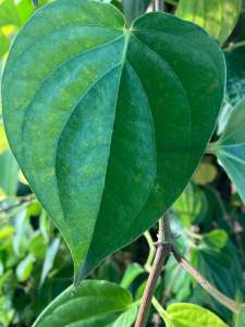 ใบพลู สวยๆ พร้อมส่งจ้า มีตลอดปี