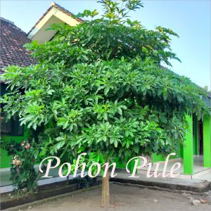 Bibit Tanaman Pohon Pule Super Murah