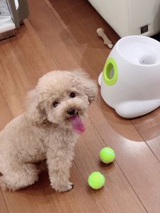 Automatic Ball Launcher Dog Toy Tennis Ball Launcher Pet Throwing Machine Side Pasture Dog Toys Rubber Ball Launching Device