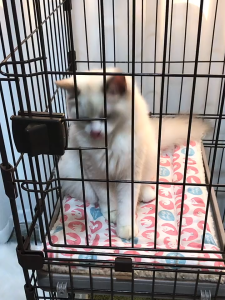 Thảm lót chuồng Chó Mèo có dây buộc 4 góc chống trượt bằng vải cotton xốp (mẫu mới) - Hara Pet Store