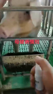 20ML WOWOZHU Boar Odor Agent – Effective Sow Attractant for Breeding Pigs Rapid Attraction（Free gift: 250g of Golden Kingdom Pig Feed）