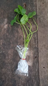 พืชผักปลอดสารพิษ ชีวภาพ 100%  ใบบัวบกสำหรับปลูก วอเตอร์เครสสำหรับปลูก