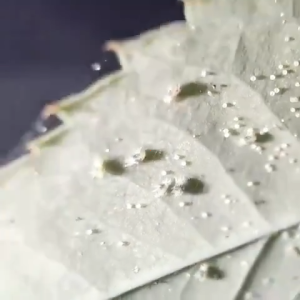 ซื้อ 3 วินาที การฆ่าแมลง ยาฆ่าแมลง 500ML พืช ยาฆ่าแมลง ยากำจัดเพลี้ย ยาฆ่าเพลี้ย หนอน มด เกษตร สวน เพลี้ยไฟ เพลี้ยกระโดด แมลงหวี่ขาว พลี้ยแป้ง ยาฆ่าแมลง กำจัดแมลงได้กว้างขวาง ยากำจัดเพลี้ยไฟ ยาเพลี้ย ยาฆ่าแมลงกินใบ กำจัดหนอน ยาฆ่า