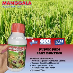 Pupuk Padi Saat Bunting MANGGALA isi 500ML Pupuk NPK Cair Padi Saat Berbunga - Pupuk Semprot Untuk Buah Padi - Pupuk Daun Padi Yang Bagus - Pupuk Untuk Padi Yang Baru Ditanam Anakan Padi Banyak dan Lebat - Pupuk Fase Vegetatif Padi Bagus Panen Melimpah