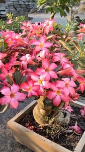 Bibit Tanaman Hias Bunga Kamboja Jepang Pink