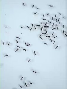 ✅ซื้อครั้งเดียวใช้ได้นานเป็นปี✅ยาฆ่ามด เหยื่อมด เหยื่อกำจัดมด เจลกำจัดมด 8 ชิ้น ใช้งานง่าย เพียงติดไว้ ดึงดูดมดได้ดี ตายยกรัง มีผลยาวนาน สามารถฆ่ามดได้หลายชนิด ยากำจัดมด กำจัดมด ซันเจียฆ่ามด เจลฆ่ามดยกรัง เจลฆ่ามด ยาหยอดมด ant killer