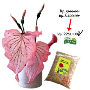 Sekam untuk media tanam siap pakai fermentasi alami premium