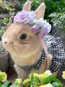 Rabbit Clothes Pet Rabbit Dress Small Walking Rabbit Hand Holding Rope Anti Breaking Loose Outing Rabbit Clothes Rabbit Rope