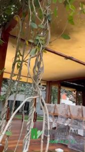 Lưới che nắng 80% Xuất Khẩu Gia Công Theo Yêu Cầu màu VÀNG CÁT - 230gsm HÀNG CAO CẤP Che nắng ban công sân vườn - Khổ 3mx3m/3mx4m/4mx5m/5mx5m