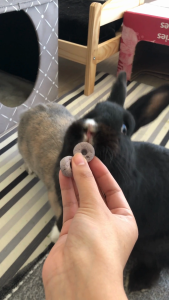 Pumpkin Spiced Donuts | No Furries Delights | Treats for Rabbits Hamsters & Other Small Animals