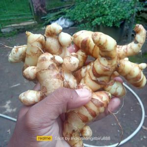 Kunyit putih Segar Tradisional (500 Gram) Tubuh jadi sehat maksimal