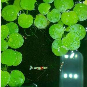 Combo 10 cây bèo nhật thủy sinh để trang trí bể cá cảnh siêu đẹp