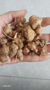 Cikur KENCUR TUA SEGAR Harum 1kg Seblak