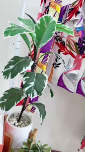 22521  set 3 ชิ้น เสื้อเสชิ้ตครอป + กางเกงขากระบอก +สายผูกโบว์