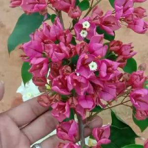 Bunga Kertas Bougainville Jenis Anggur Ungu: Tanaman Hidup Terpopuler