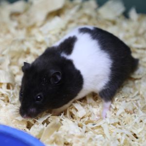 PANDA HAMSTER 🐼熊猫仓鼠
