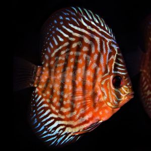 Red Turqoise Discus /Ornamental fish/Freshwater/Readystock