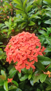 Tanaman Bunga Asoka Segar / Bunga Soka Segar Herbal Alami