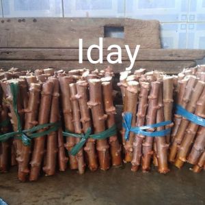 50 bibit singkong madumentega super ASLI TERMURAH