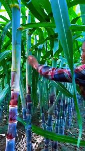 Alat perkebunan alat pertanian pembersih daun tebu