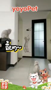 yoyopet: เหยี่ยวไล่นก นกบินอัตโนมัติ ของเล่นแมว แมวไล่นก มีเสียง ปีกสามารถขยับได้ มีไฟที่ตา