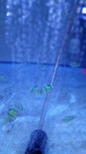 Batu Aerator MULTI L2 Gelembung Udara Aerasi Aquarium Pemberat Selang