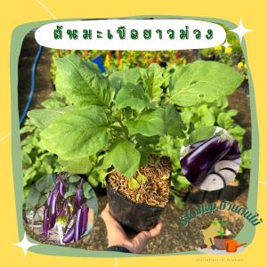 ต้นมะเขือยาว ม่วง ต้นแข็งแรง ส่งพร้อมถุงดำ6นิ้ว ผักสวนครัว ผักสวนครัวปลูกง่าย ผักสวนครัวพร้อมปลูก ผักออร์แกนิก