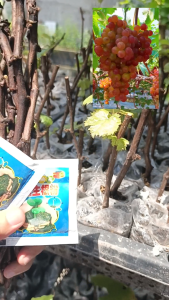 CARDINAL PLANTS 2+1  RED GRAPES CUTTINGS 10+1 WITH NA PAMPA UGAT NA KAYA SIGURADO MABUBUHAY plant only ORDER NOW