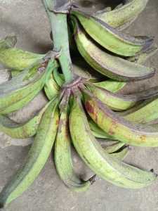 pisang tanduk madu super asli selatan cianjur/5kg