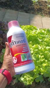 น้ำตาลทางด่วนสูตรพิเศษ ซูก้าเคอรี่ สำหรับพืช บำรุงต้นโทรม เพิ่มแป้ง ขยายผล เร่งสะสมอาหาร ฟื้นต้นโทรม เพิ่มผลผลิต ป้องกันการหลุดร่วง เพิ่มความหวานในผล  ใช้ได้กับพืชทุกชนิด ขนาด 1 ลิตร