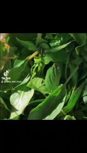 Khô Cá Trích Loại 1 Khô Hẳn 3 Nắng Thịt Thơm Ngon Tặng Kèm Mắm Tắc Chua Ngọt Chấm Hải Sản- ĐẶC SẢN MINH TRIẾT