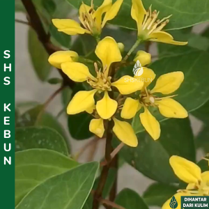 Pokok Galphimia Glauca Bunga Hujan Emas Golden Thryallis Rain of Gold Gold Shower Pokok Hujan Emas 金英树 SHS Kebun