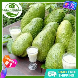 Green House® - Guyabano Seeds for Planting Vegetable Plants (5 Seed) incl. Planting Instruction Soursop Plant